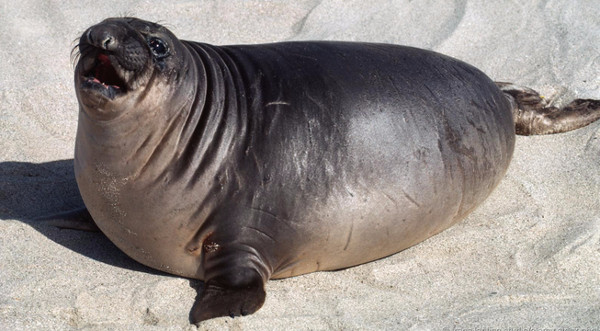 The world's most fat animals