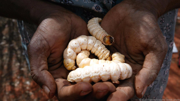 Picture 8 of The world's most fat animals