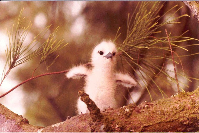 Picture 3 of The world's most lazy bird: Lay eggs on tree branches, break other fruits