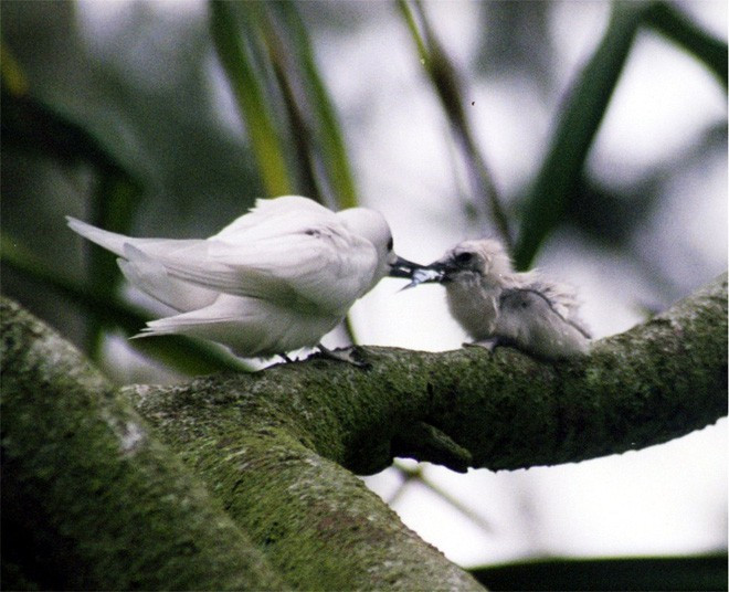 Picture 4 of The world's most lazy bird: Lay eggs on tree branches, break other fruits