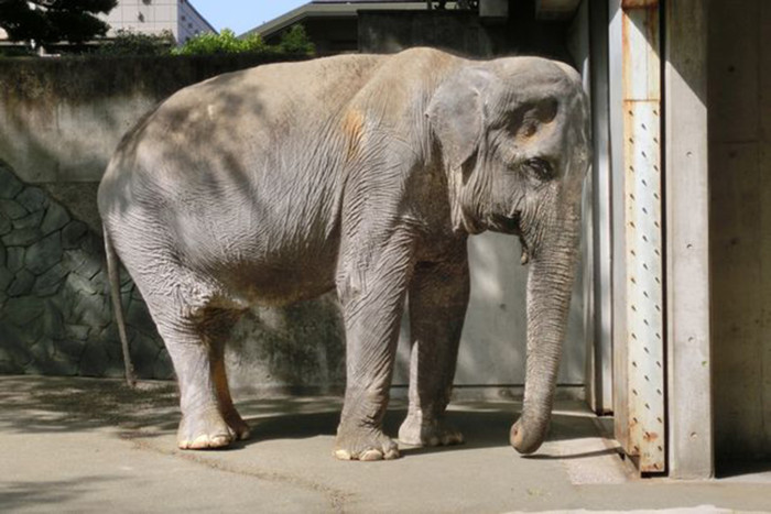Picture 1 of The world's most lonely old elephant dies before being free