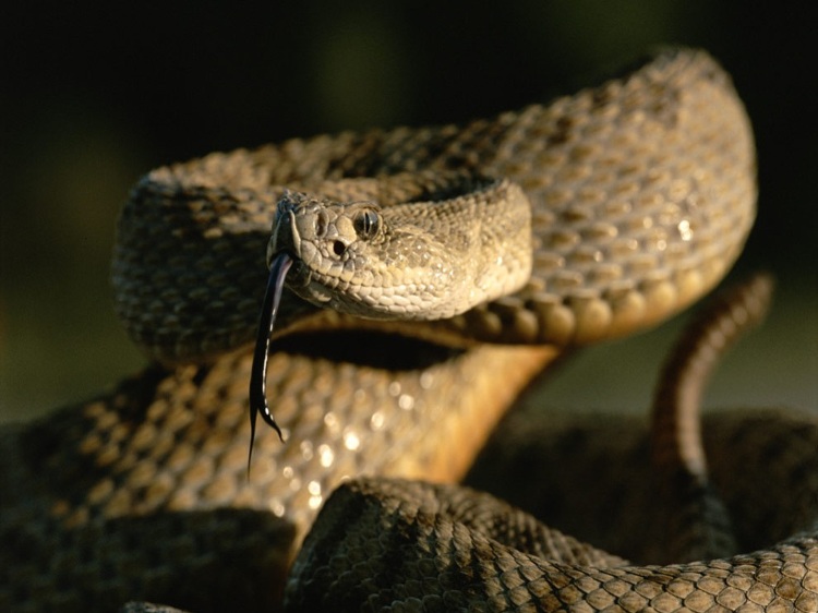 Picture 3 of The world's most poisonous snakes