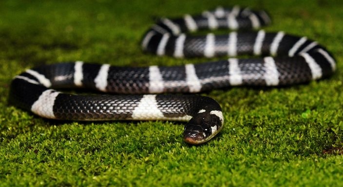 Picture 5 of The world's most poisonous snakes