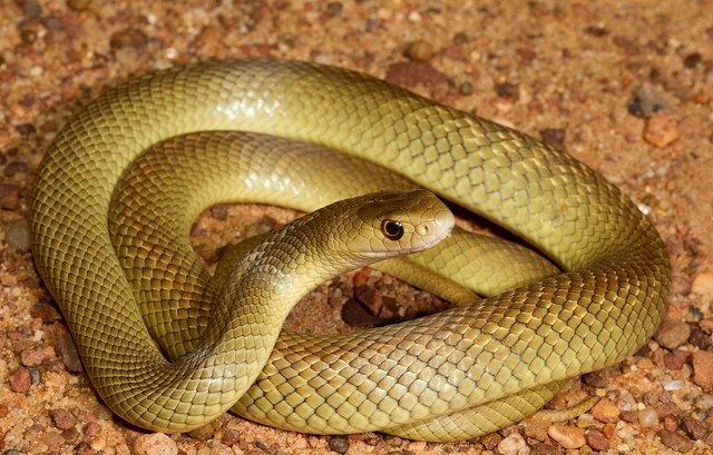 Picture 6 of The world's most poisonous snakes
