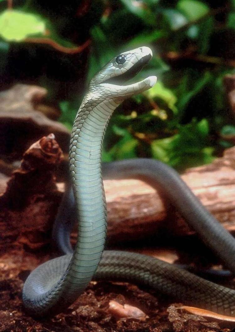 Picture 7 of The world's most poisonous snakes