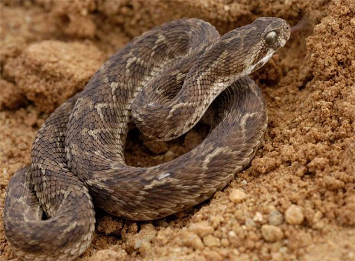 Picture 8 of The world's most poisonous snakes