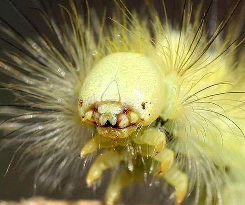 Picture 4 of The world's most unique worm