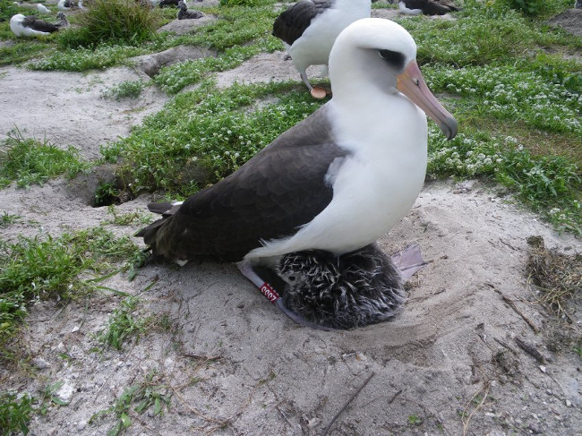 Picture 1 of The world's oldest albatross is about to give birth to 37th child