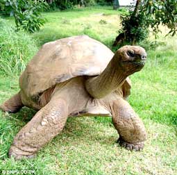 Picture 1 of The world's oldest creature