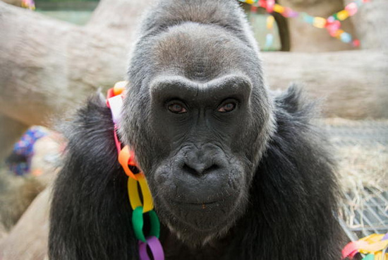 Picture 5 of The world's oldest gorilla celebrates its 56th birthday
