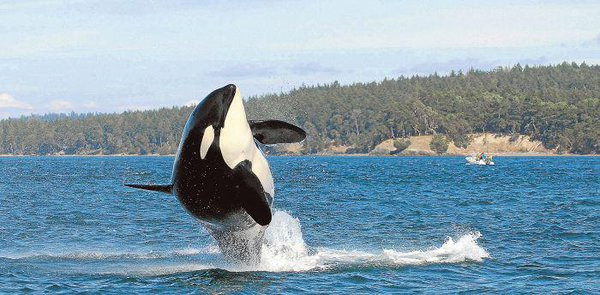 Picture 1 of The world's oldest killer whale died at the age of over 100