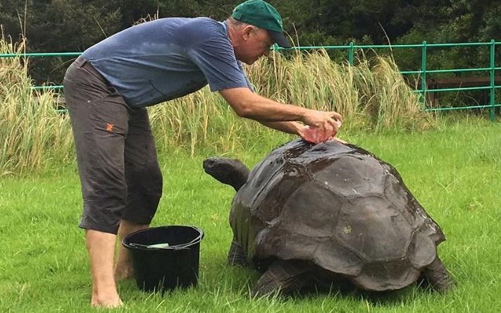 Picture 3 of The world's oldest turtle is bathed for the first time