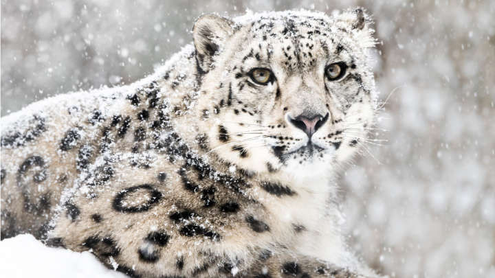Picture 1 of The world's rarest cheetah is officially removed from the Red Book