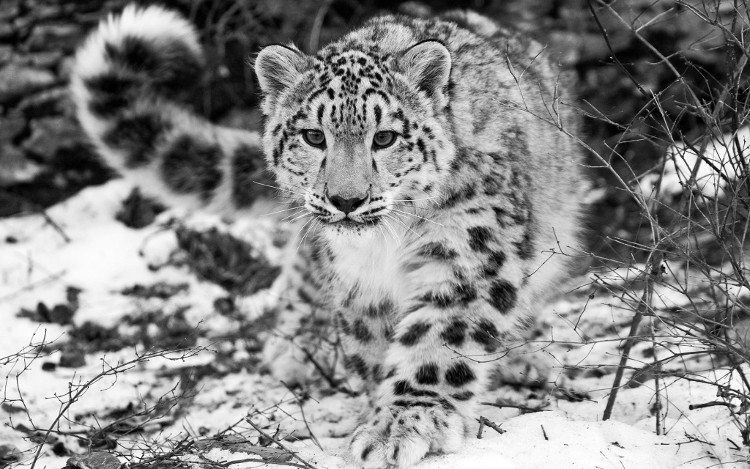 Picture 2 of The world's rarest cheetah is officially removed from the Red Book