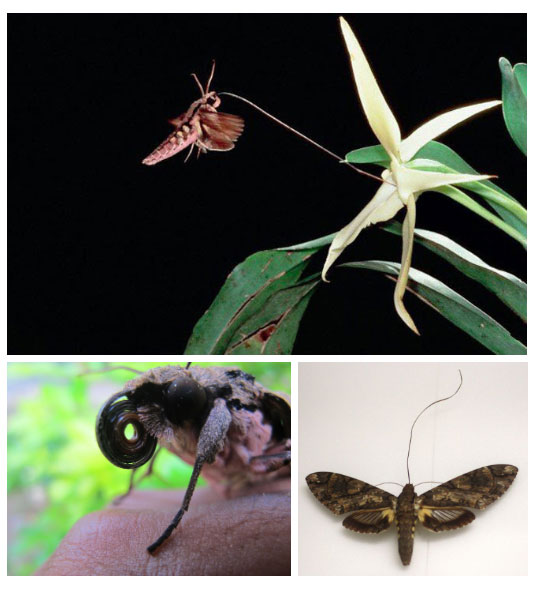 Picture 3 of The world's rarest flower ever lost Darwin's whole life
