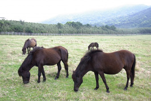 Picture 10 of The world's rarest horse breeds