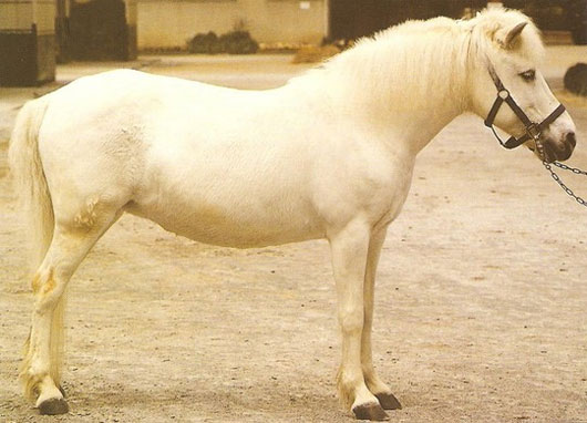 Picture 4 of The world's rarest horse breeds