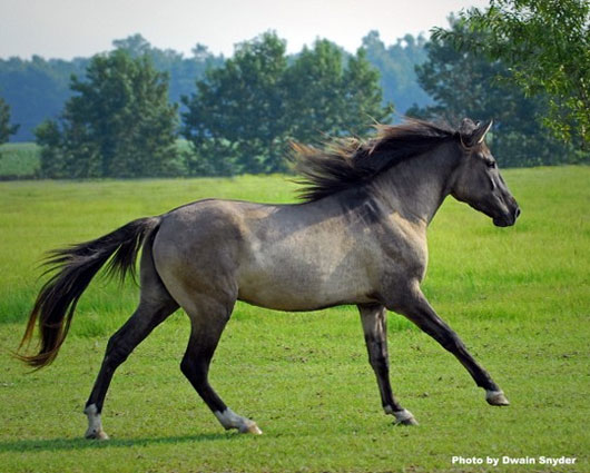 Picture 5 of The world's rarest horse breeds