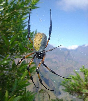 Picture 3 of The world's rarest silk weaves from the silk of millions of spiders
