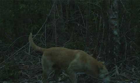 Picture 6 of The world's smallest deer life