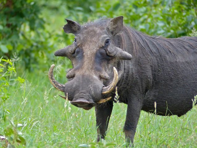 Picture 1 of The world's worst pig was recorded for the first time