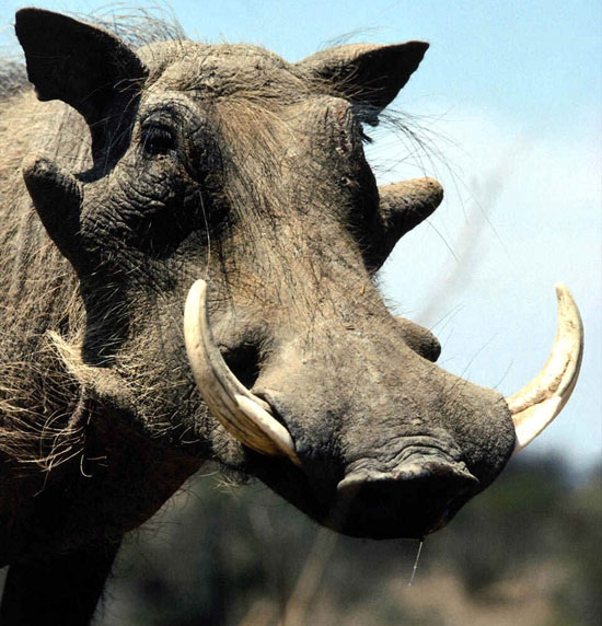 Picture 1 of The worst animals on the planet