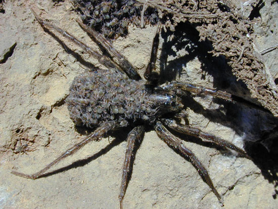 Picture 4 of The worst animals on the planet