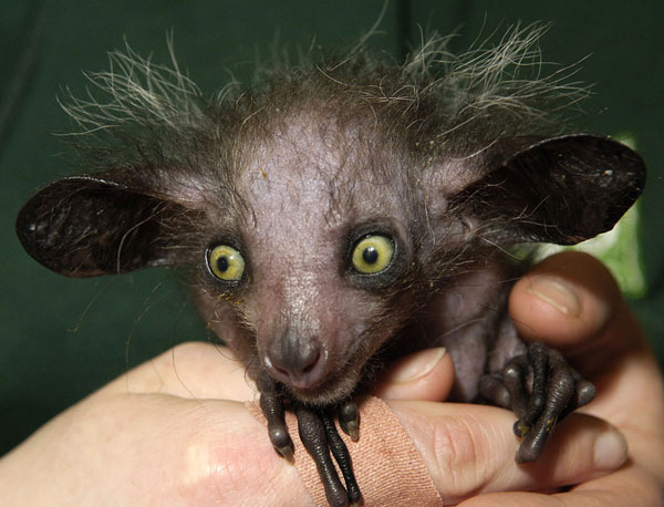 Picture 5 of The worst animals on the planet
