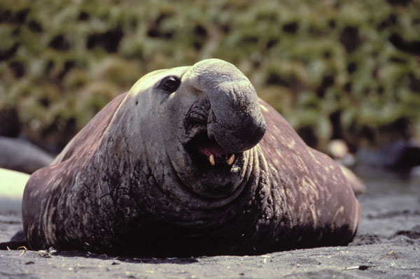 Picture 6 of The worst animals on the planet