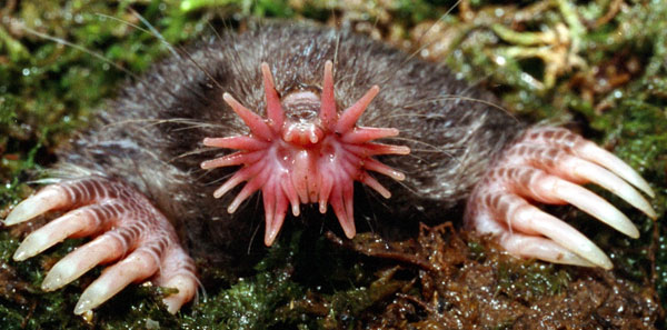 Picture 7 of The worst animals on the planet