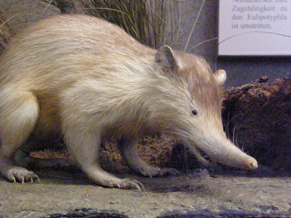 Picture 8 of The worst animals on the planet