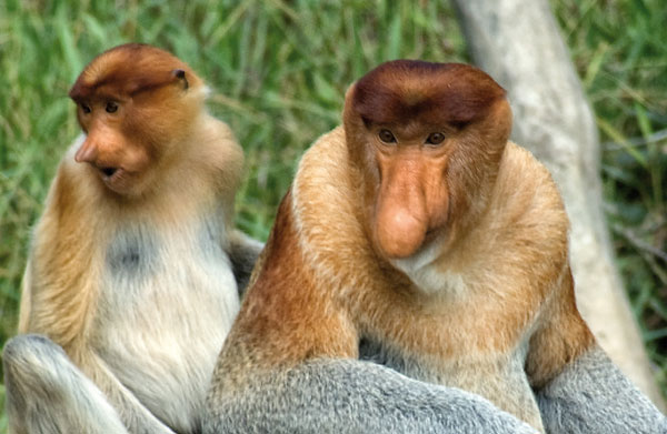 Picture 9 of The worst animals on the planet