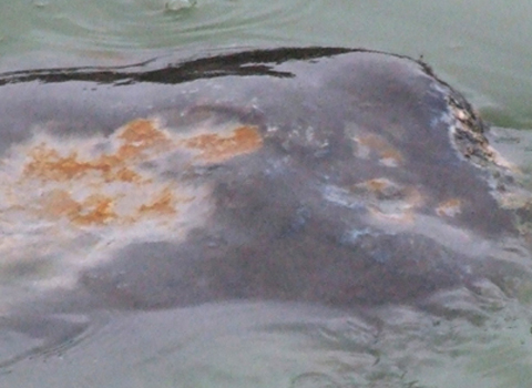 Picture 1 of The wound on the turtle's back became more and more serious