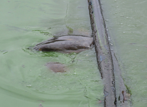 Picture 2 of The wound on the turtle's back became more and more serious