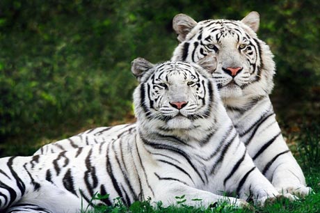 Picture 2 of The Year of the Tiger learns about the Tiger