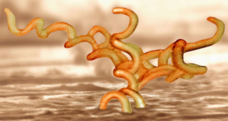 Picture 1 of There are ways to keep syphilis growing in the lab