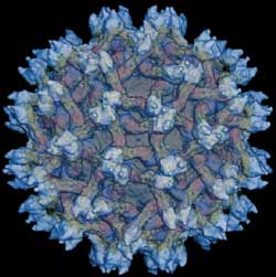 There is a risk of dengue fever complications on the brain images 2