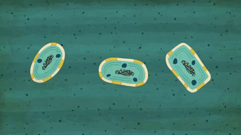 Picture 8 of There is a single-celled creature that has the power to change the world