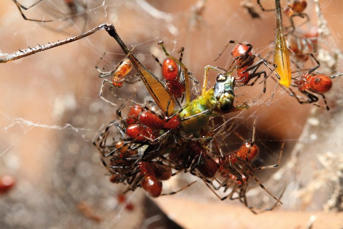 Picture 5 of There is a species of spider that makes all species admire in the Amazon