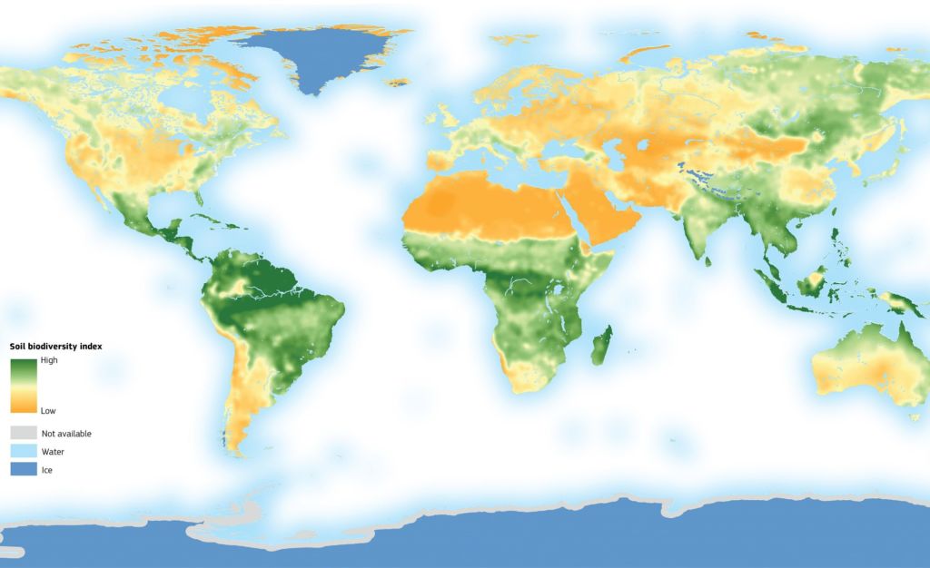 Picture 2 of There is a world of creatures living under our feet