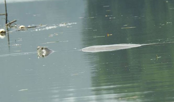 Picture 1 of There is more than one individual Hoan Kiem turtle in Dong Mo Lake