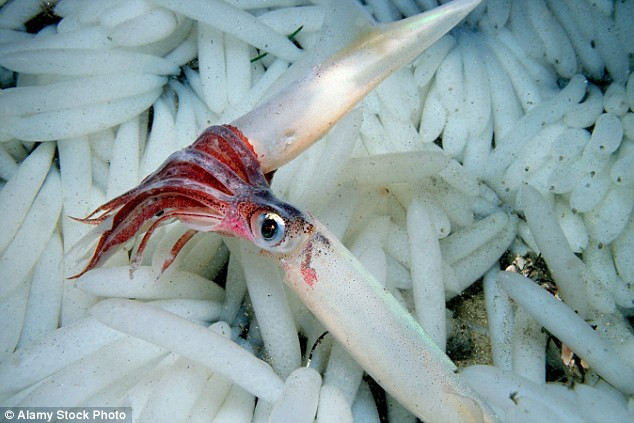 Picture 1 of These animals are still proliferating even though the sea is dying
