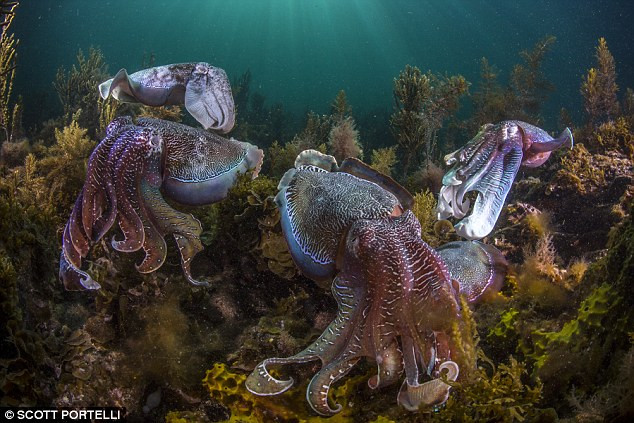 Picture 2 of These animals are still proliferating even though the sea is dying