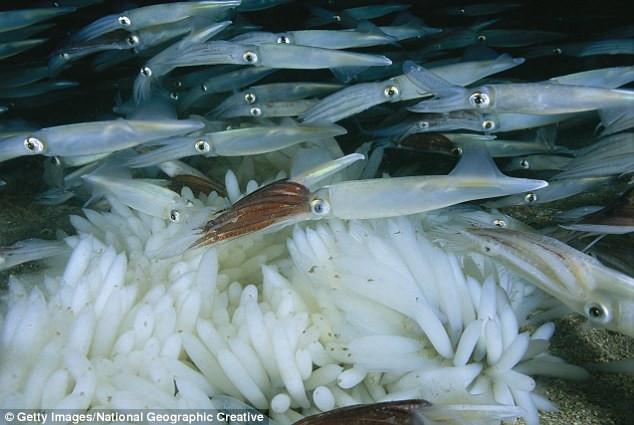 Picture 3 of These animals are still proliferating even though the sea is dying