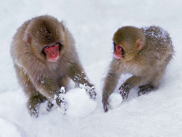 Picture 2 of These animals have human intelligence