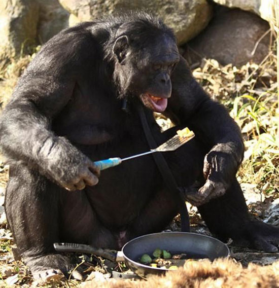 Picture 3 of These animals have human intelligence