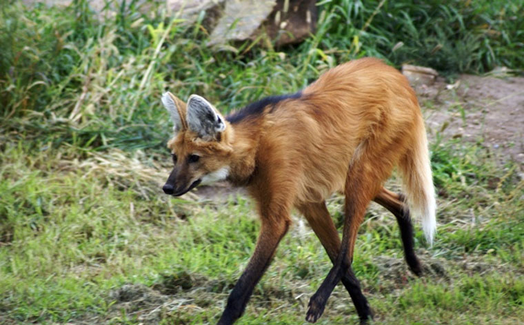 Picture 1 of These animals have superhuman abilities