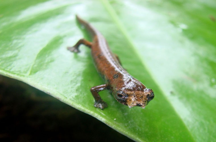 Picture 10 of These animals have superhuman abilities