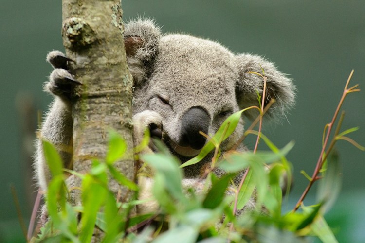 Picture 11 of These animals have superhuman abilities