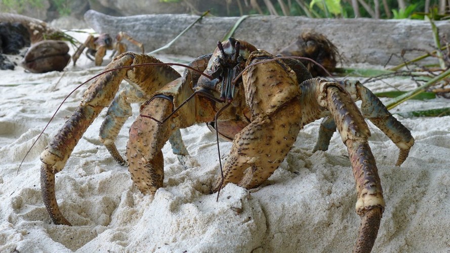 Picture 12 of These animals have superhuman abilities
